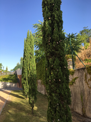 Mantenimiento de Jardines - Comunidades en Valladolid